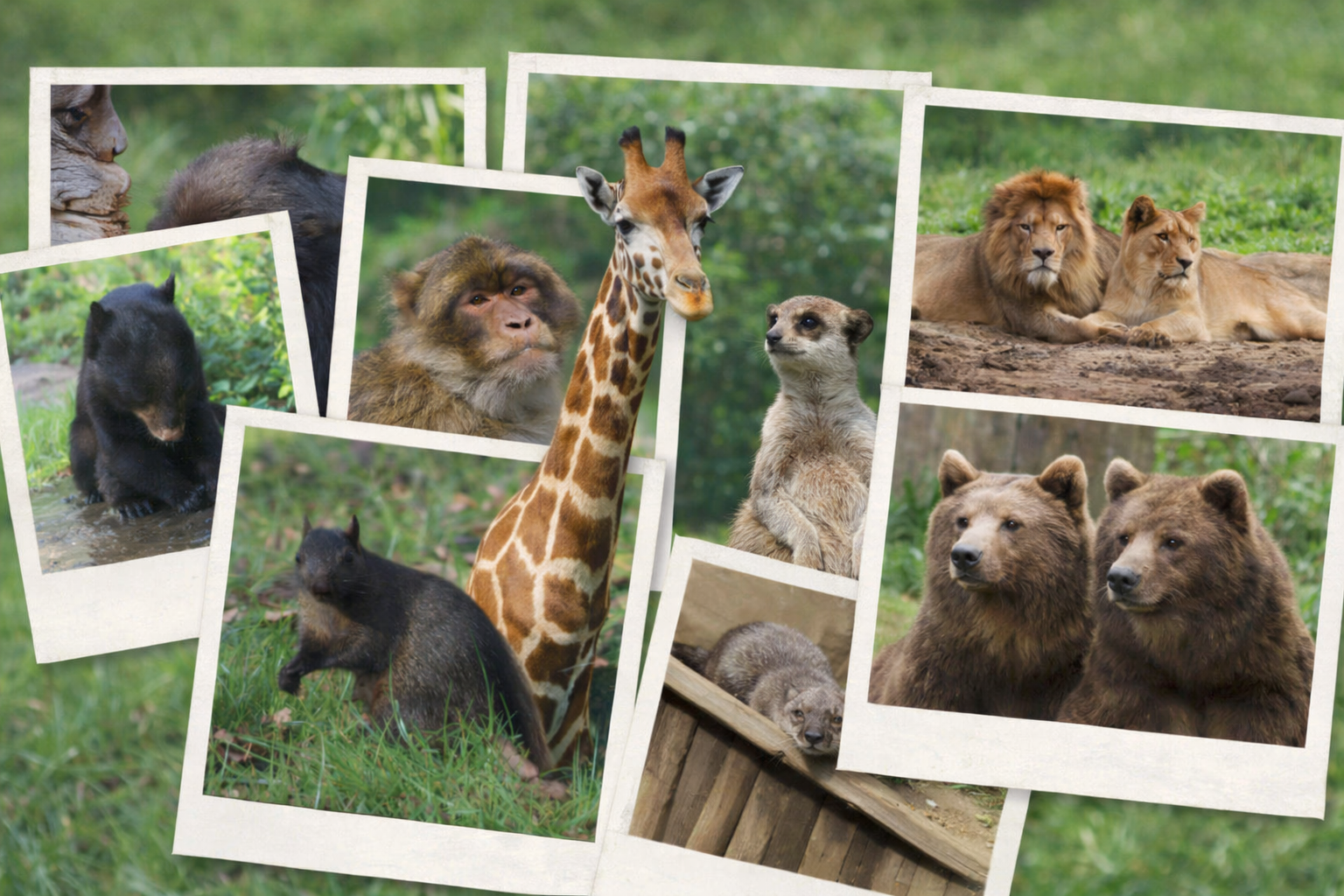 Animal Gallery Banner